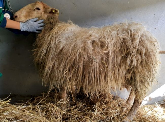 Image of adult white-faced Latxa sheep, Spain