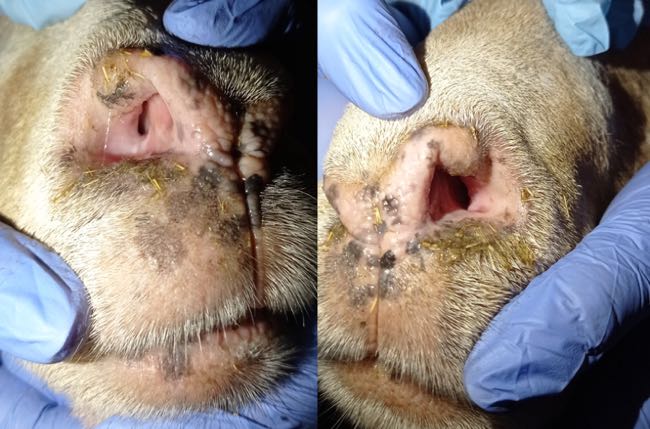 Image of adult white-faced sheep showing narrowing of nostrils