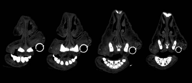 Cross-sectional image of sheep nose showing narrowed lumen