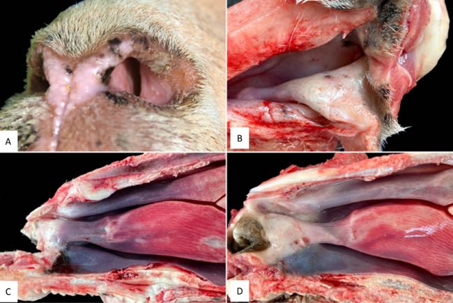Images of sheep nose sectioned longitudinally