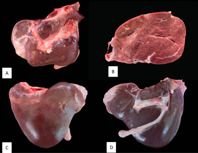 Images of sheep livers showing atrophy and fibrosis