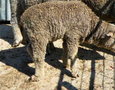 Image of sheep with turned foot