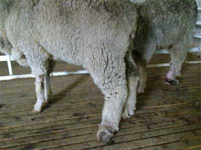 Image of sheep with turned foot