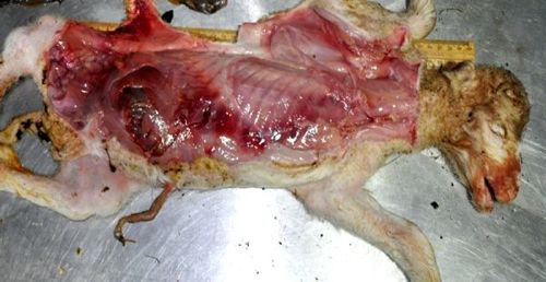 Image of post-mortem on sheep foetus
