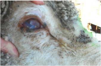 Image of sheep with eye abnormality