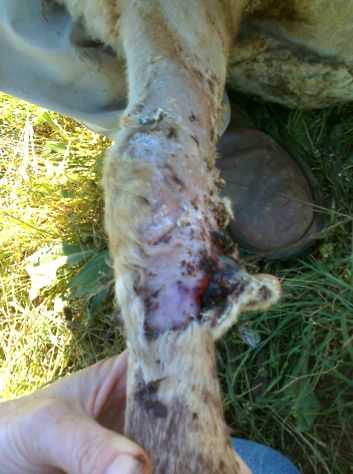 Image of sheep foot wounds from flood