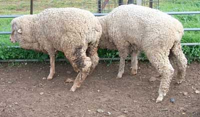 Image of sheep abnormal posture