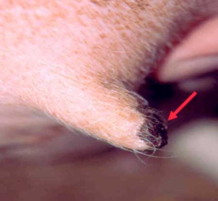 Image of sheep teat showing wound