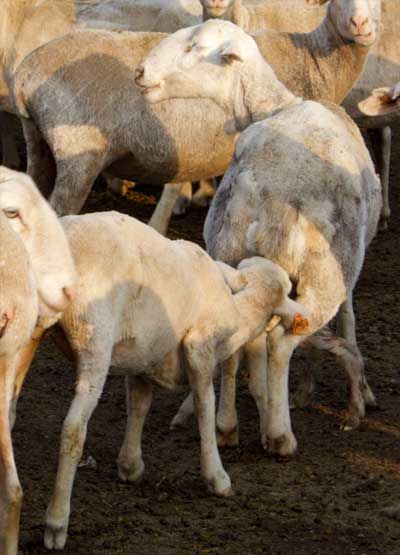 Image of older lamb suckling