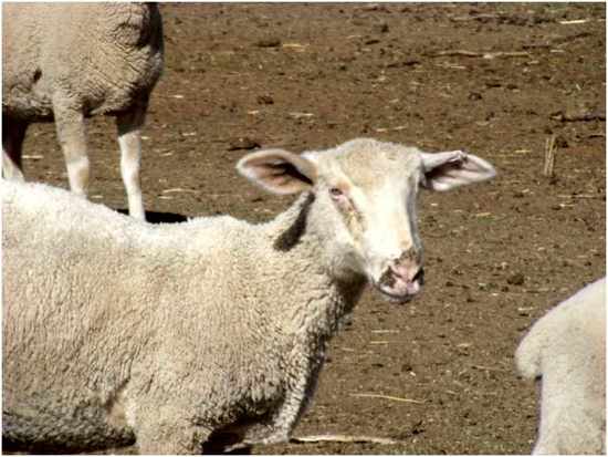 Image of lamb with healed mouth lesions