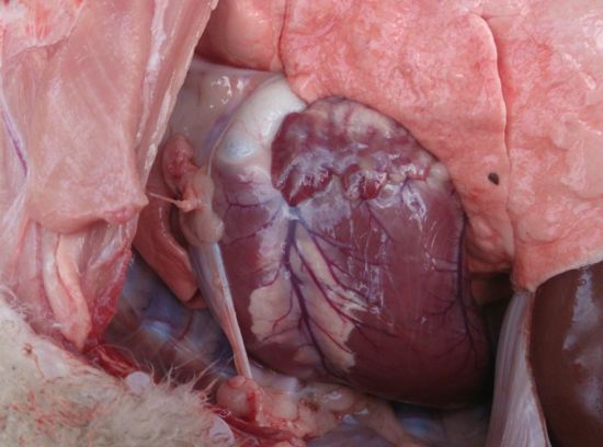Image of sheep heart post-mortem with fish flesh