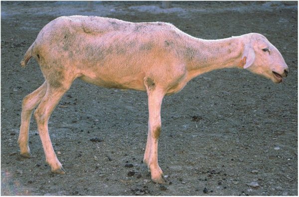 Image of sheep with respiratory distress