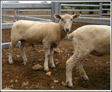 Image of sheep in yards