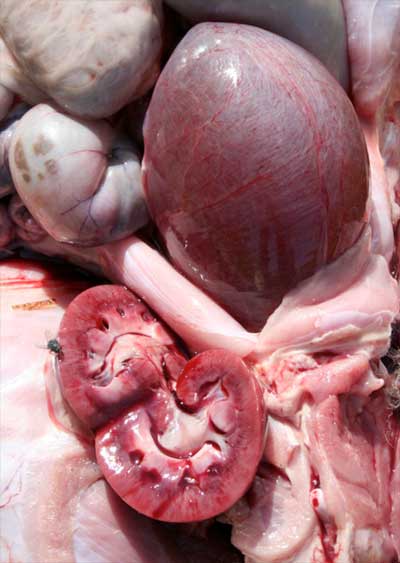 Image of distended sheep bladder and kidney <em>post-mortem</em>