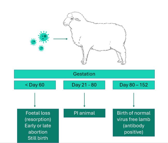 Graphic showing consequence of BDV infection sheep