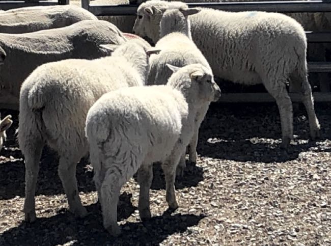 Image of one lamb with a different fleece to another