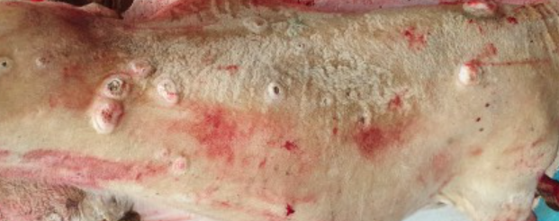 Image of lamb skin cysts