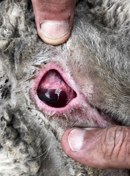 Image of sheep with keratoconjunctivitis