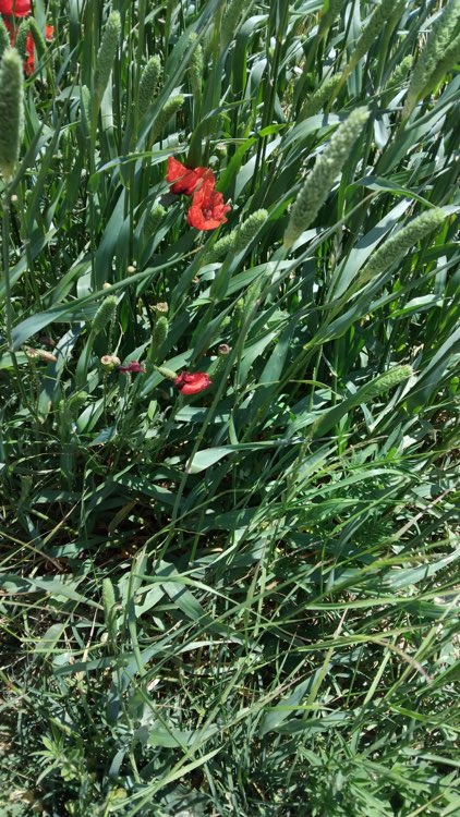 Image of phalaris plant fresh