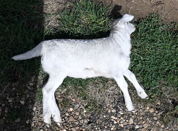 Image of lamb unable to rise