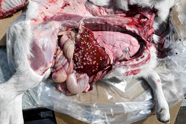 Image of lamb post-mortem showing abdominal and thoracic contents