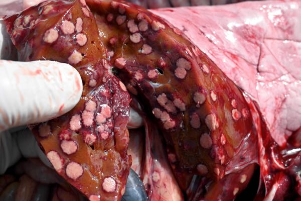 Image of lamb post-mortem showing liver on cut section