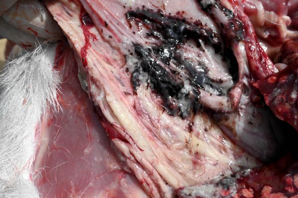 Image of lamb post-mortem showing mucosal haemorrhage