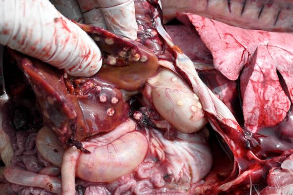 Image of lamb post-mortem showing lesions on liver and rumen