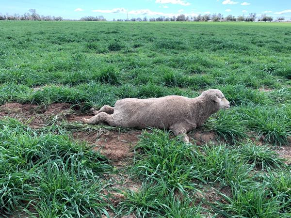 Image of sheep with splayed rear legs