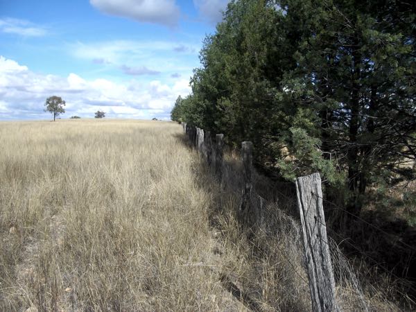 Image of dry pasture in winter paddock