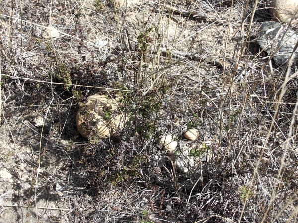 Image of green rock fern plants in dry pasture