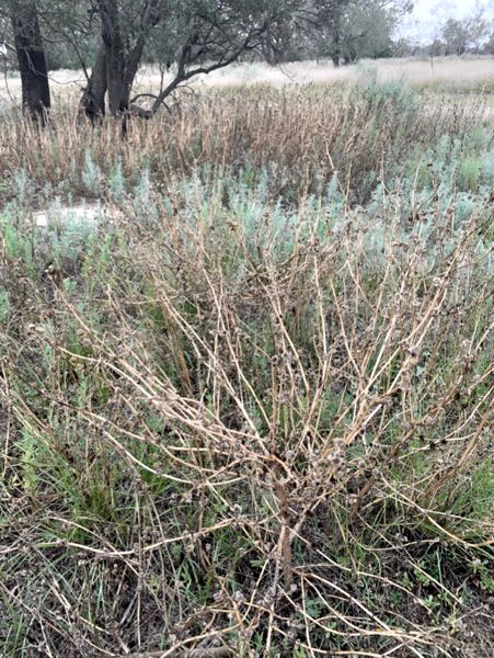 Image dried marshmallow plant