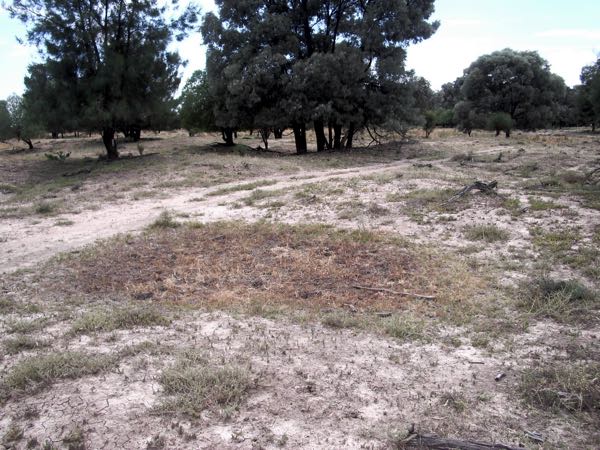 Image of gilgai with nardoo plants