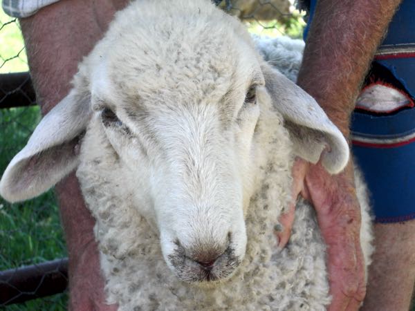 Image of lamb with swollen ears