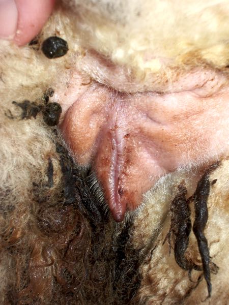 Image of sheep vulva