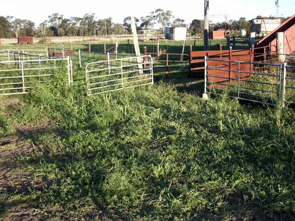 Image of sheepyards with marshmallow plant growth