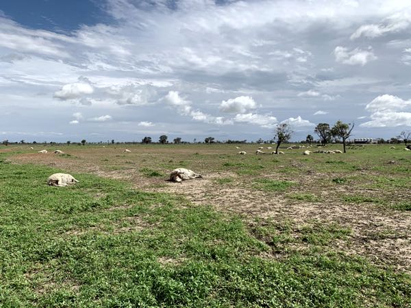 Image of dead sheep scattered across a paddock