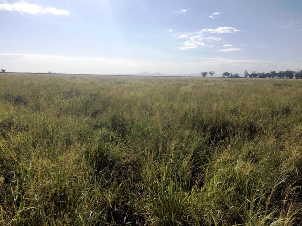 Image of pasture dominated by Bambatsi panic grass