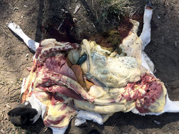 Image of sheep post-mortem showing yellowing of carcass