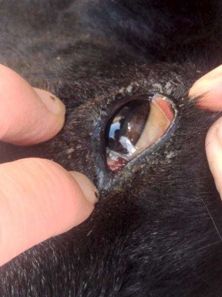 Image of sheep eye showing jaundice