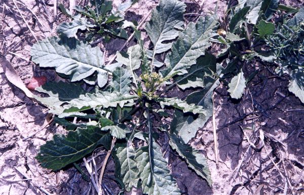 Image of rosette stage of R rugosum