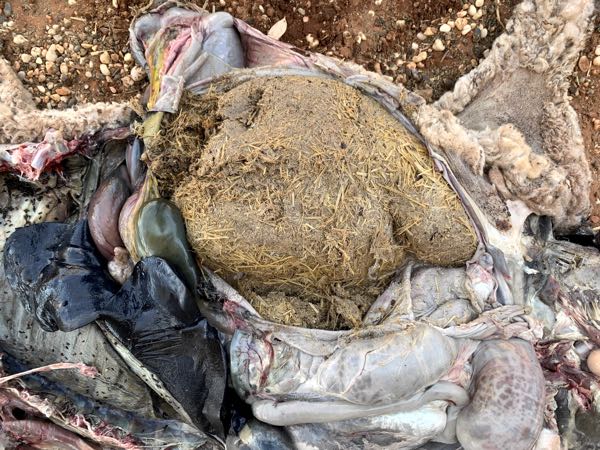 Image of sheep post-mortem showing impacted rumen