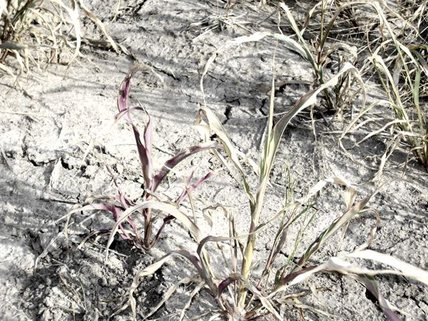 Image of moisture-stressed sorghum