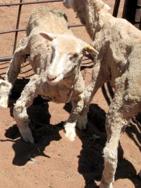 Image of sheep with bowed front legs