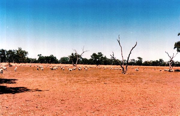 Image of sheep in a paddock with wilted Tribulus plants