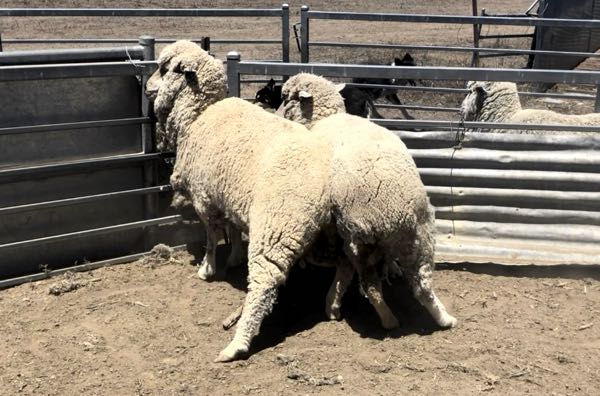 Image of two sheep leaning into each other