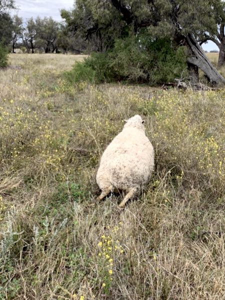 Image of sheep with symmetrical paresis