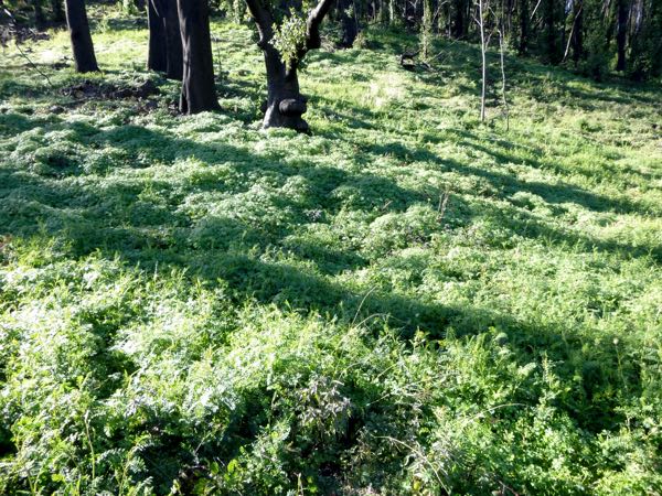 Image of pure stand of Swainsonia