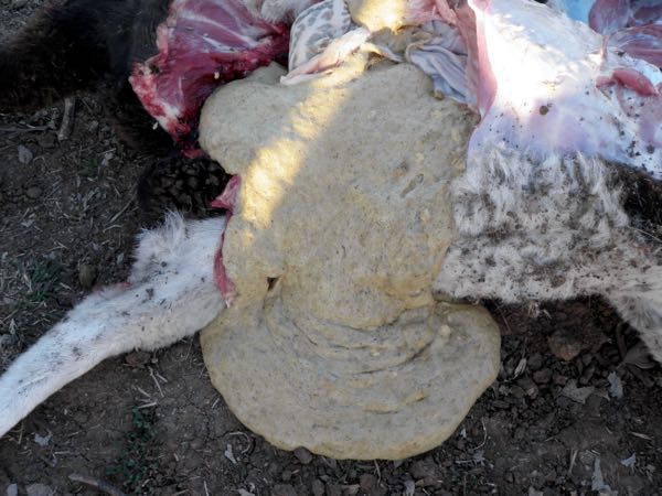 Image of sheep post-mortem showing stable foam in rumen