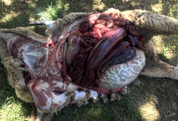 red gut lambs post-mortem reddening distension small large intestine